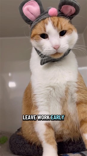 DITL ~ Mouse cats on Halloween?! The irony! #ditl #dapperdancc #didabledcat #orangecat #halloween | The Cattery Cat Shelter