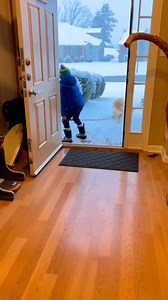 He need a walk 😂 #ParrotPolice #parrot #parrotlover | Parrot Strikes