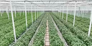 Reclassification of marijuana: What to know and be aware of