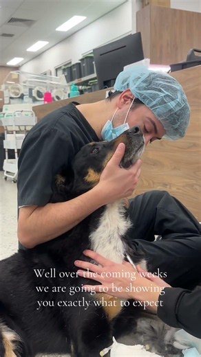 Ever wondered what actually happens when your pet undergoes surgery?