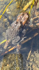 2.8K views · 92 reactions | Love is in the air…water? Pond? American toads lay long strands of thousands of fertilized eggs in shallow ponds. They will hatch as tadpoles before going through metamorphosis and becoming toads! #AmphibianWeek #Toads #MassWildlife #AmphibianOfInstagram | Massachusetts Division of Fisheries & Wildlife | Facebook