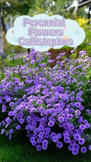 98K views · 1.9K reactions | perennial plant Callistephus #seedconnect #gardening #gardeningtips | Seed Connect | Facebook