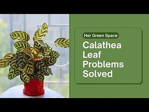 Solving Calathea Leaf Problems (with Solutions)
