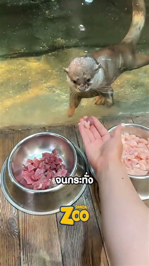 This otter is not easily fooled