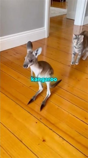 Baby Kangaroo Playing With A Cat 😍