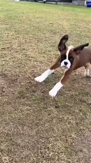...here is nothing better than a boxer face ~ double tap 💟💟 | Boxer Dog