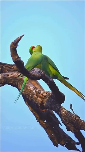 Beautiful Parrots on a Tree | Soothing Nature Video in 4K