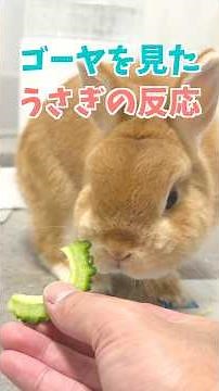 【まさか】ゴーヤ嫌いすぎて秒速でプイッするウサギがかわいすぎた。 #rabbit #うさぎのいる暮らし #うさぎ #bunny #cuteanimals #ウサギ