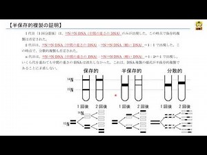 半保存的複製の証明 【高校生物】