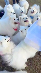 What happens when two legendary Ted’s share their 6th birthday pawty?Chaos, pupcakes and extreme difficulty telling who is who 😂Thank you to everyone who came to help celebrate. We counted about 40 clouds and only 2 stolen snacks (a new record). | Poppet and the Wolf Pack