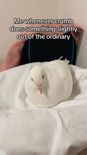 Concerns for my Pet Pigeon: Laying 4 Eggs in a Month