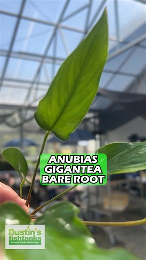 ANUBIAS BARE ROOT Varieties! We love Anubias, You love Anubias, You're Tank will love this Anubias. We are now selling all of your favorite Anubias as BARE ROOT. They are slightly smaller, but they are ready to be attached to any driftwood or rock. Ask for some FREE WIRE in the comments of your order. Check out the different types of BARE ROOT ANUBIAS we have! Shop Now! TANK ON! 👇 Anubias Barteri "Golden Coin" 👇 https://dustinsfishtanks.com/products/anubias-barteri-golden-coin-bf?variant=44226