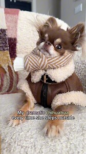 So.. how many days till Spring? 🥶Cus today feels like January 42nd and I’m so over it. Chilly regards, — Lou xoxo | Lou the Chichi