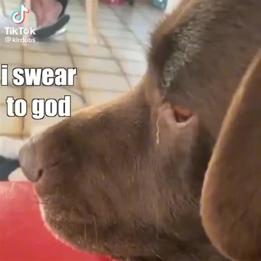 pedro (@official_.pedro)’s videos with original sound - pedro