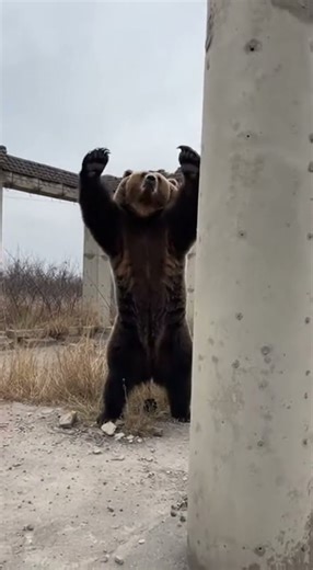 Man Splits Brick Answered by Dominant Bear