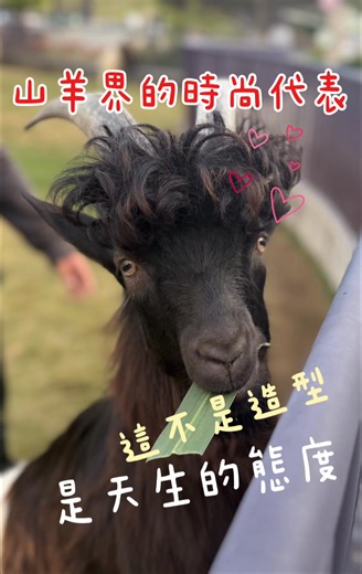 這捲度 帥到犯規😍 根本是山羊界的時尚代表❤️ 快來找我 拍帥照…🆒 #魔鬼羊 #JOJOZOO #九九峰動物樂園 #山羊 | 九九峰動物樂園