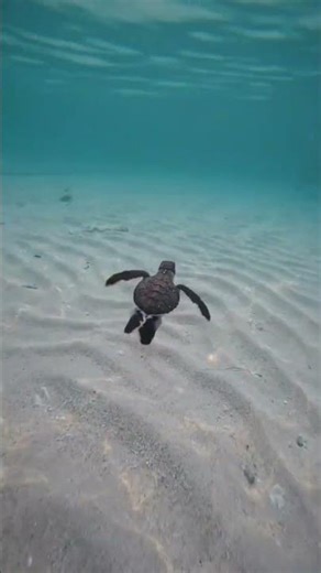 🐢💦 Baby Turtle’s FIRST Swim in the Ocean! 🌊✨ So Tiny, So Brave!