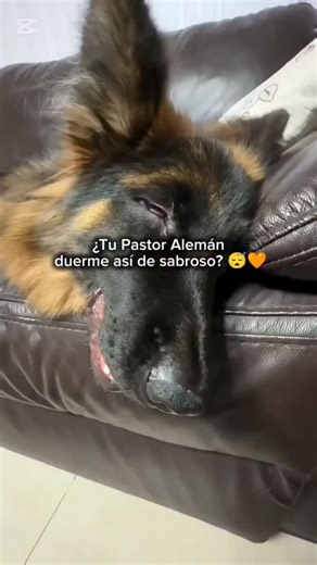 3.5K views · 443 reactions | Tu Pastor Alemán duerme profundamente o...