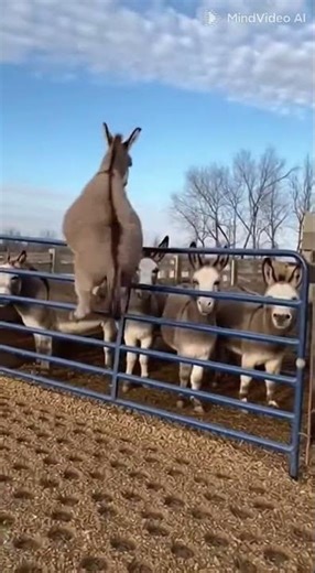 Funny Donkey Jumps Fence and Fails Hilariously 😂 Real Farm Moment
