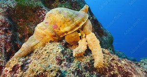 Trumpet triton ,Charonia tritonis, eating starfish underwater hunting ocean scenery wildlife