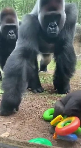 Mother Gorilla Slaps After Baby Fall..