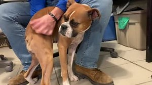 9.7K views · 189 reactions | Hello I’m Belle! I am a 1 year-old boxer...