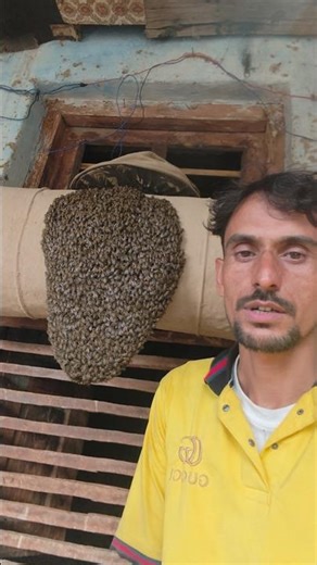 Swarm Arrived by Themselves 😅 #Shorts #Bees #Swarm #Nature #Buzzing