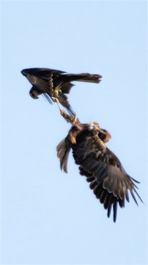 Fight between two marsh harriers #birds #wildlife #birdsofprey #nature