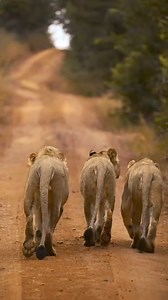 Sweet dreams and a peaceful weekend 🎥 Mark Evenhuis Welgevonden Game Reserve | Roar Wildlife News