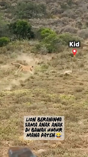 162K views · 1.8K reactions | lion berjuang mengejar anak sapi #animal #lion #wildlife #animalplanet #animalrescue | AGuz Moen | Facebook