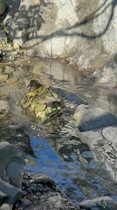 Kea are the only alpine parrot in the whole world. In the mountains where they are found, there are lots of fast-running alpine streams - which means they love to have a bit of a splash around! 🏔️🦜 Kea are considered kaitiaki (guardians) of the mountains, and it’s important that we act as guardians for them too, as they are an endangered species in NZ. This month, the proceeds from every Kea plushie bought from our Zoo shop will contribute towards our partnership with the Kea Conservation Trus