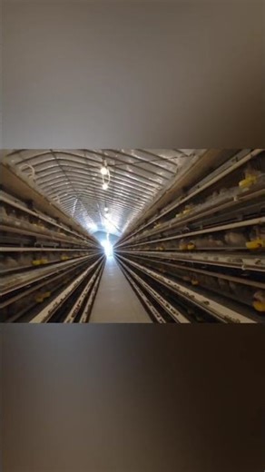 Full automatic quail cage for sale