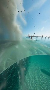 The biggest bait ball explosion ever recorded! 🤯 #fish