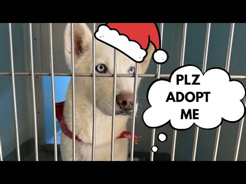 These 12 Dogs Need YOU This Christmas!