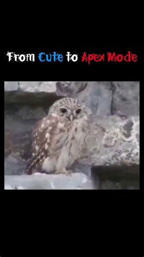 That Stare Though 💀 #owl #predator #animalcore