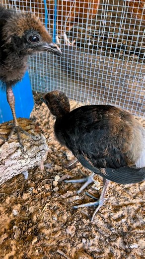 🌿 Grey-winged Trumpeter (Psophia crepitans) 🌿 An ancient voice of the Amazon rainforest, echoing through the understory long before parrots ever flew. 🧬 A member of one of the oldest living bird lineages, evolutionarily closer to cranes than gamebirds 🪽 Dark-bodied with contrasting grey wings, built for endurance walking rather than flight 📣 Famous for their loud, trumpet-like vocalizations, used for territory defense and group coordination 🌳 Highly social and cooperative, living in tight