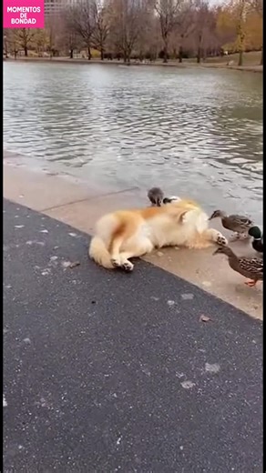 Interacción conmovedora perro-pato Un perro y patos forman un vínculo adorable junto al lago. #fblifestyle #AI Generated using Kling AI . . . (Sólo con fines de entretenimiento. Consulte a profesionales si se presentan orientaciones sobre actividades. Si se muestra alguna marca, no implica ninguna afiliación. Si se inspiran en hechos reales, pueden incluirse adaptaciones creativas. El contenido puede incluir imágenes públicas.) | Házlo tú mismo