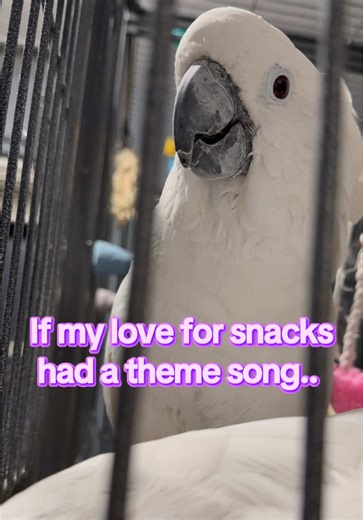 🍿🍩 SNACKS are our Love language! “Have you been talkin’ some snack!?” #snacks #Love #PetsOfTikTok #cute #fypシ