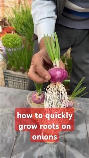 how to quickly grow roots on onions #gardening