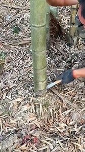 I built a bamboo platform in the yard with a fire pit and paved it with pebbles and flagstones. It's perfect, just as envisioned. | Viral Post