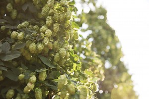 The Hops Capital of the World is in Eastern Washington
