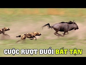 Săn Mồi Trong Hoang Dã P1 | Khám Phá Thế Giới Động Vật Hoang Dã