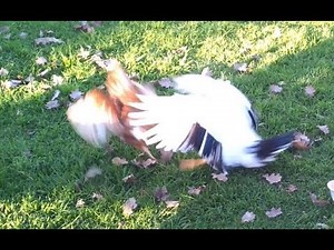 Rooster & Chickens vs Duck (Battle for Food)