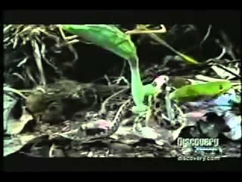 An Insect hunt a Snake. Praying Mantis catching a Snake