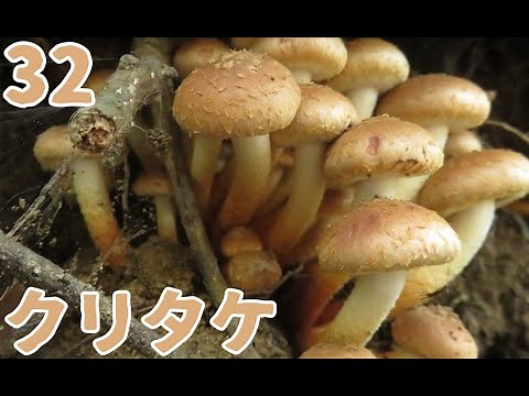 きのこちゃんのきのこ図鑑「クリタケ」