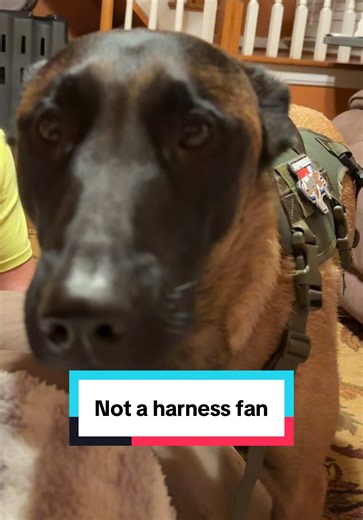 Sweet Riker’s face is giving full on ASPCA commercial 🤣 Something tells me he prefers Mommy dressing him in cozy clothes over a dog harness… #malinois #maligator #dogharness #doggear #creatorsearchinsights