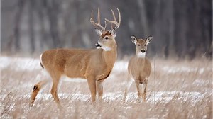 Zombie deer: What you need to know