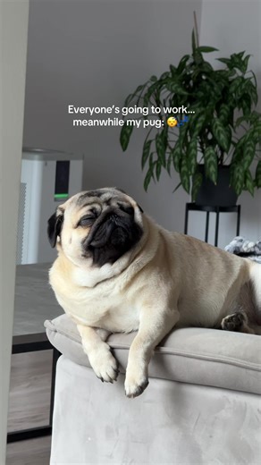 My sleepy little boy #pug #pugsoftiktok #puglife #cutedog #puglove