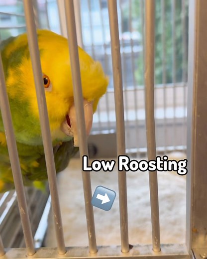 7K views · 502 reactions | Tips On How To Care For A Parrot With Arthritis #bird #cockatoo #birdlife #parrots #birds #arthritis #arthritisrelief #avianvet #veterinary | Lucky Lou and Coco Too | Facebook