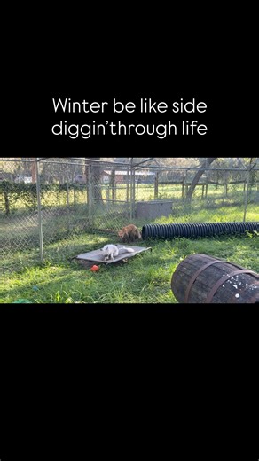 I don’t really know what is going on here. Winter has her digging down. Franny is super annoyed at Johnny for some reason. Random… #foxsanctuaryflorida #nonprofit #foxtalesflorida #foxsanctuary #foxes | Fox Tales Florida